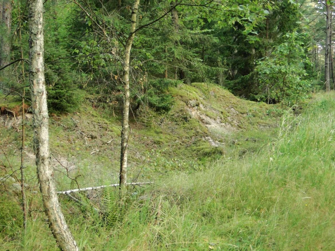 Fot.: Mateusz Giełczyński / Wikimedia Commons, CC BY-SA 3.0 Forest